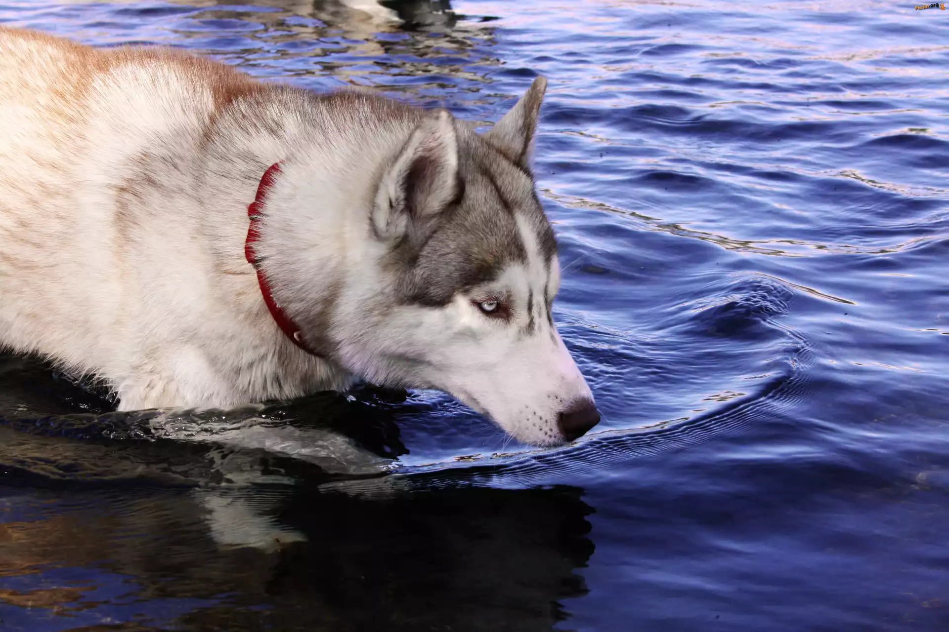 Czerwona, Husky, Pies, Woda, Obroża