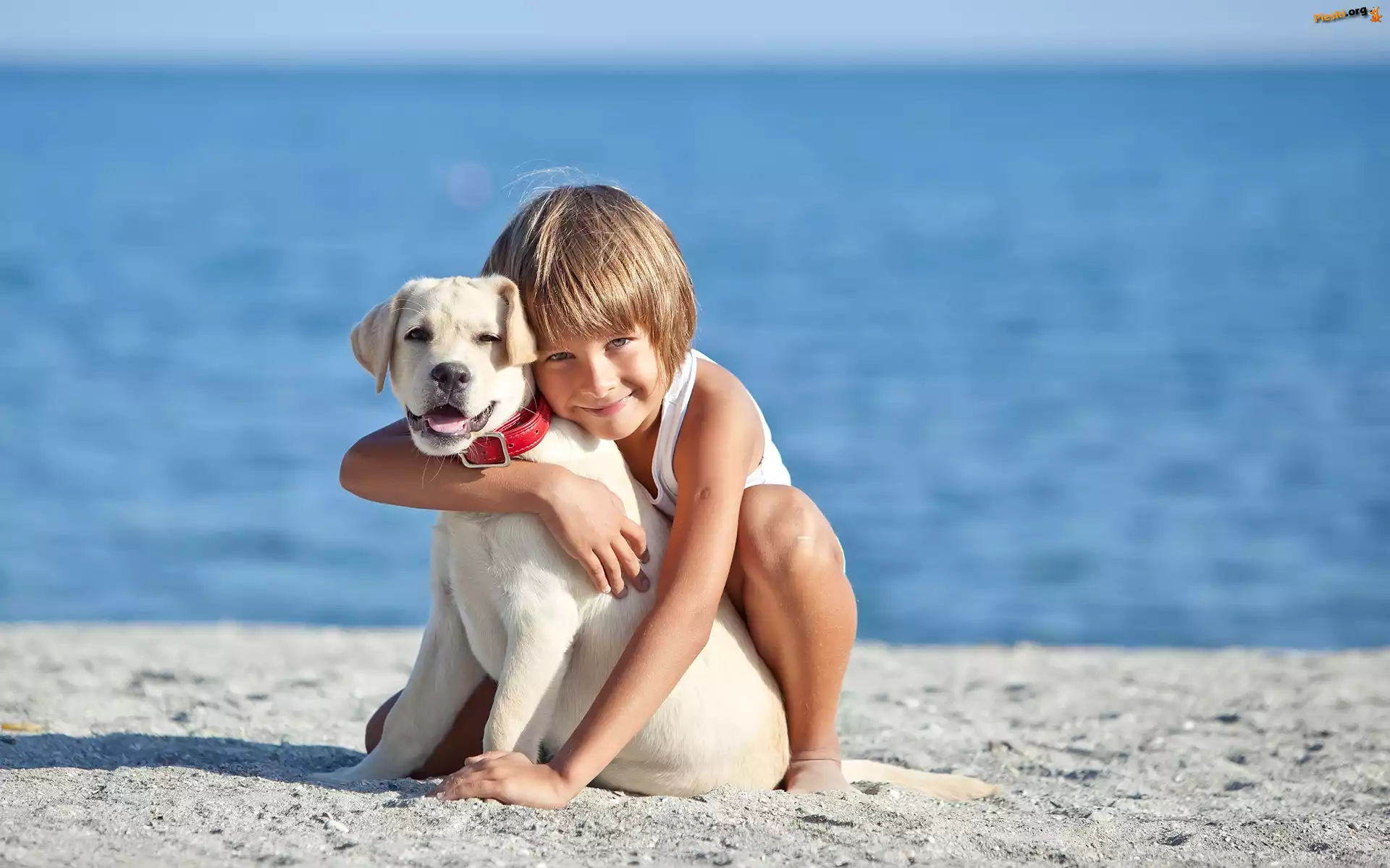 Plaża, Szczeniak, Dziecko, Labrador retriever, Woda
