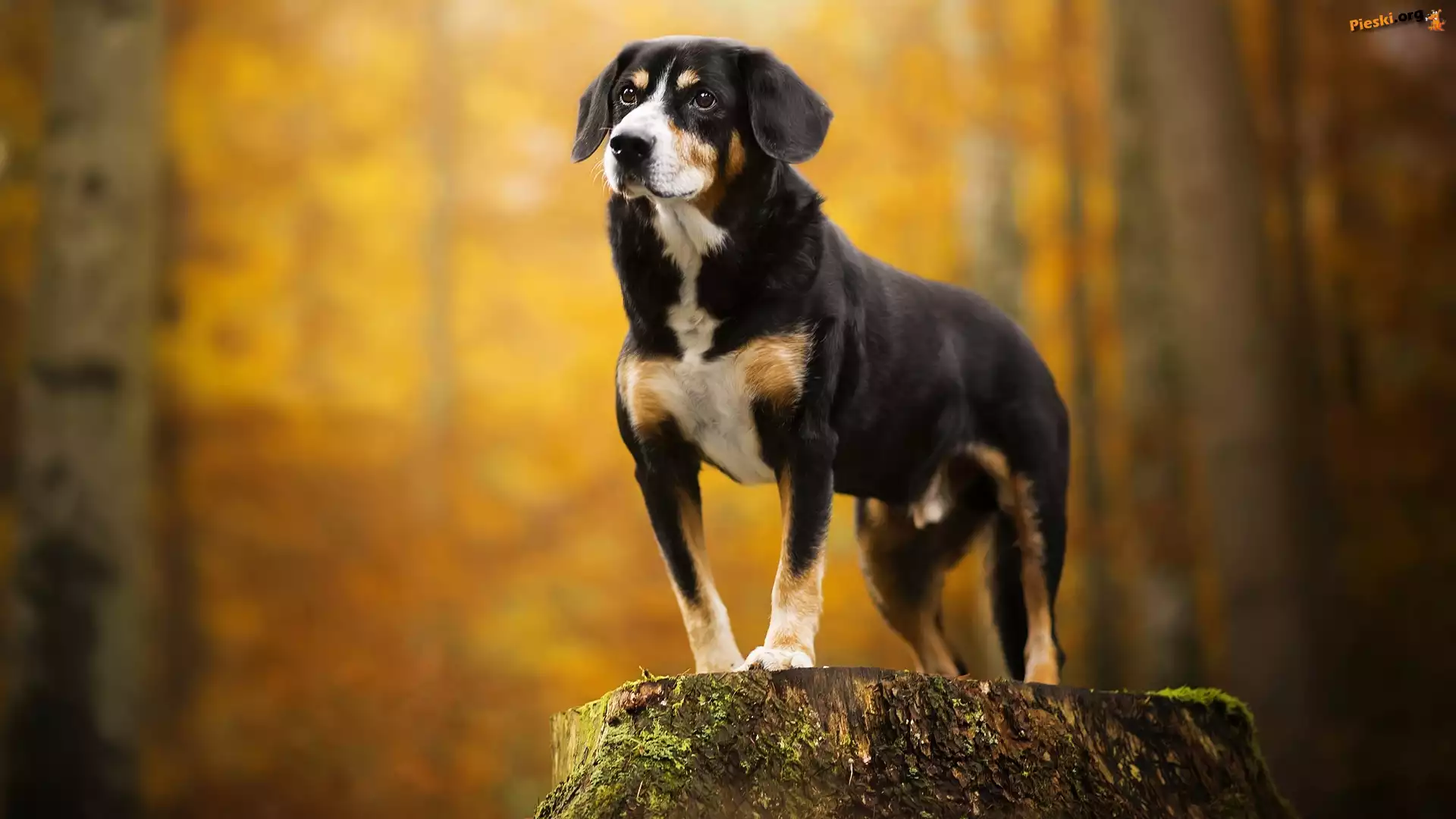 Postawa, Pies, Entlebucher, Pień Entlebucher