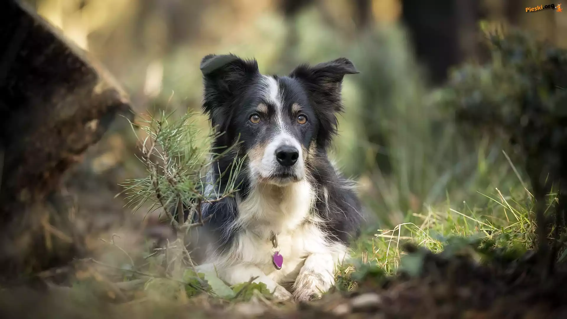 Mordka, Pies, Leżący, Border collie, Rośliny