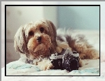 Pentax, Pies, Aparat, Shih Tzu