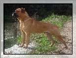 Bullmastiff, płot