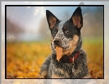 Australijski pies pasterski, Australian Cattle Dog