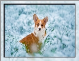 Trawa, Śnieg, Pies, Gałązki, Welsh corgi pembroke